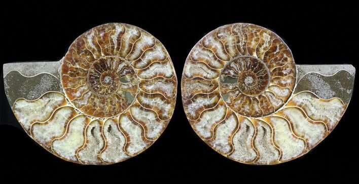 Cut & Polished Fossil Ammonite - Madagascar #45496